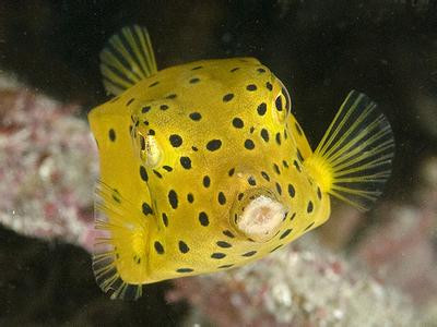 帕劳发行海洋生物系列彩银币-点斑箱鲀