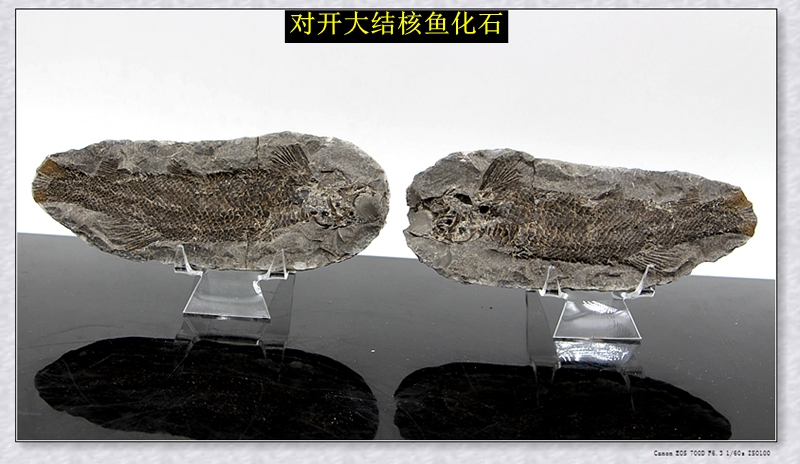 化石 古生物化石 奇石矿物晶体 句容裂齿鱼化石 立体裂齿结核鱼02