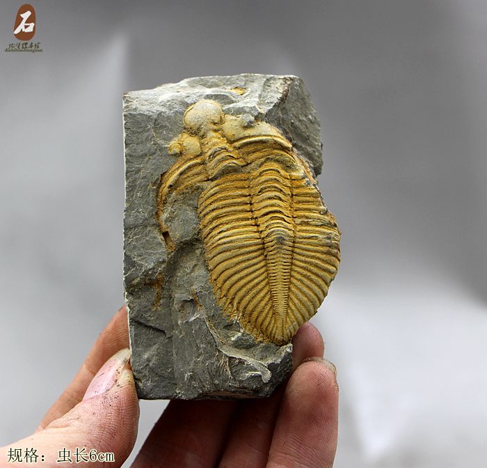 化石奇石矿物晶体原石王冠虫三叶虫化石标本 古生物化石 燕子石13