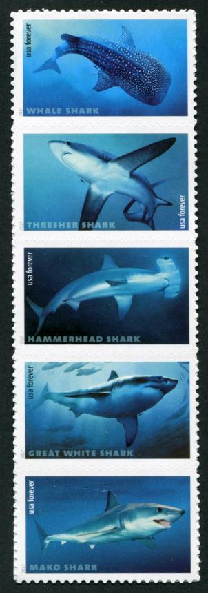 美国2017年海洋生物—鲨鱼/大白鲨/鲸鲨/双髻鲨等不干