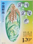 2023-22 世界上第一株杂交水稻培育成功五十周年